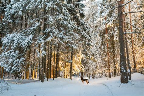 Beautiful Winter Scenery With Forest Full Of Trees Covered Snow Stock