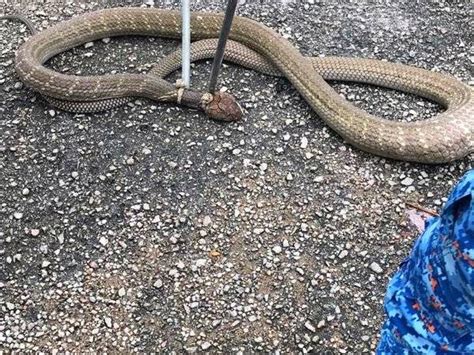 Raja ular perlis, muhammad hafiz alias, 26 kini dirawat di icu,hospital tunku. Ular Tedung Sepanjang 5 Meter Ditemui Dalam Tandas Hostel