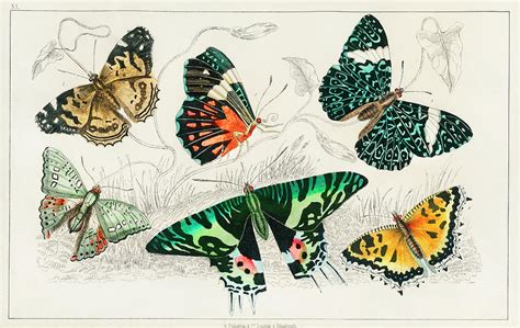 Collection Of Various Butterflies Painting By Oliver Goldsmith