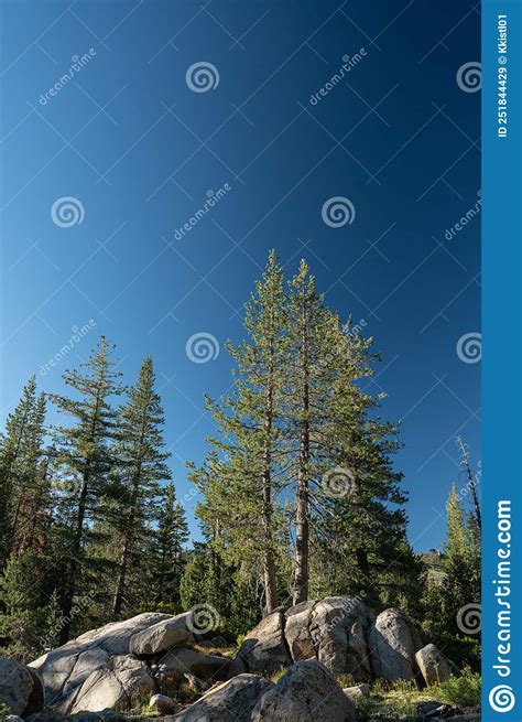 Tall Evergreens In Morning Light Of Sierra Stock Image Image Of Pass