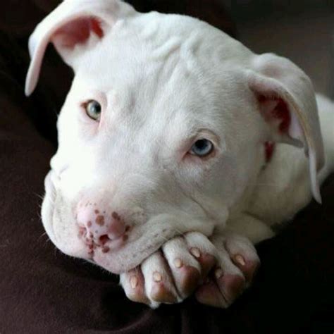 Maybe you would like to learn more about one of these? White pitbull | Furry Miniature Beasts | Pinterest | I ...