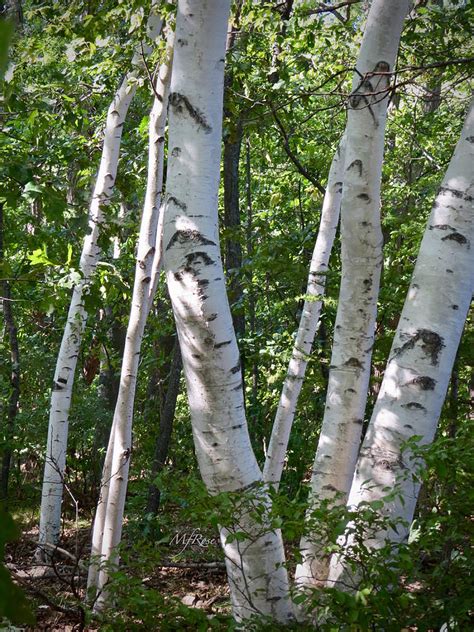 White Birch Trees Trunks Photograph by Maureen Rose
