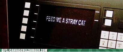 Atm Cat Feed Psycho American Stray Gifs