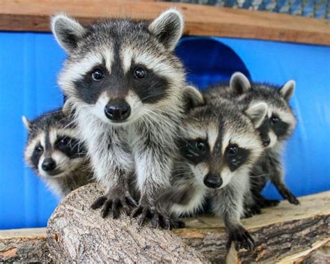Even though this has been the subject of some pretty serious controversy, raccoons can indeed eat cats, small dogs and other tiny animals. Do Raccoons Eat Cats ? | Süße tiere, Niedliche tierbabys ...