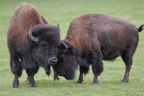 Bisons futés photo et image | north america, canada ...