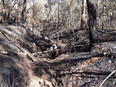 Tarilta Gorge Burned Off Washed Away Friends Of The Box Ironbark