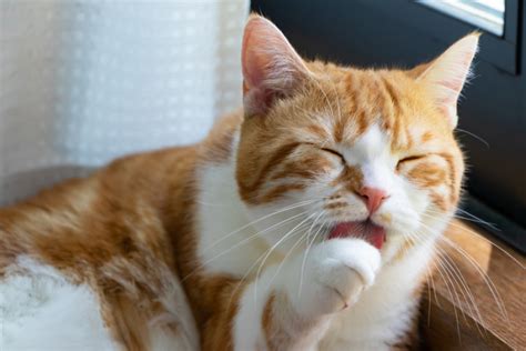 猫はなぜ舐めてくるの 意味は飼い主やほかの猫を舐める理由みんなのペットライフ