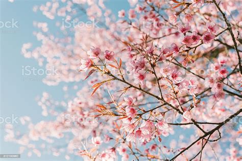 Pink Cherry Blossom Flower Stock Photo Download Image