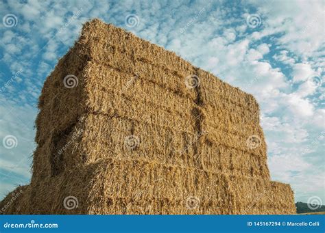 Close Up Of Hay Bales Piled Up In A Farm Stock Photo Image Of