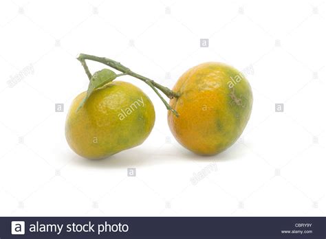 Two Mandarin Orange Stock Photo Alamy