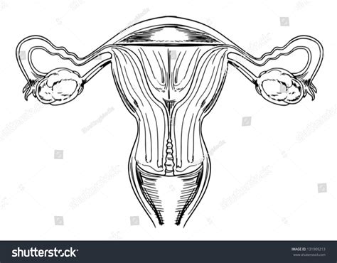 Female Reproductive System Posterior View