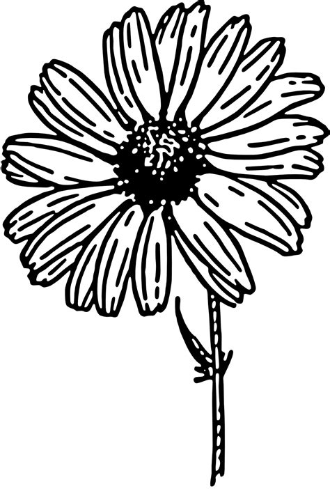 Daisy Line Drawing Clipart Best