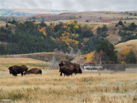 American Bisons Grazing At Theodore Roosevelt National Park North Unit
