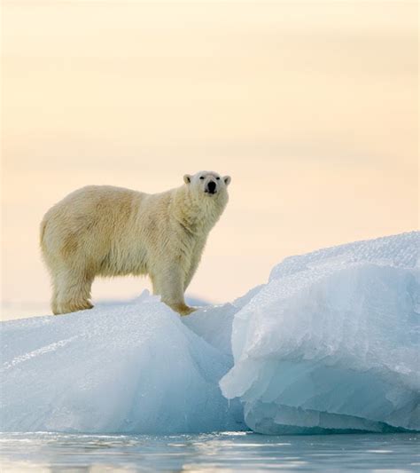 Polar Bears Facts