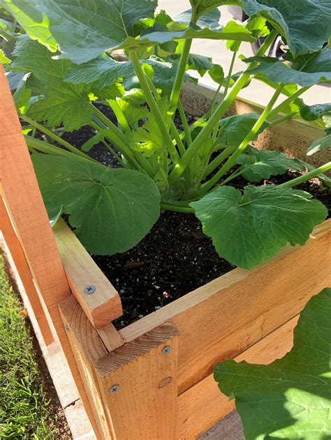 How To Easily Grow Zucchini In Containers Okra In My Garden