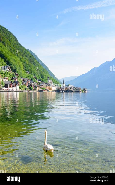 Hallstatt Hallstätter See Lake Hallstatt Hallstatt Old Town Swan