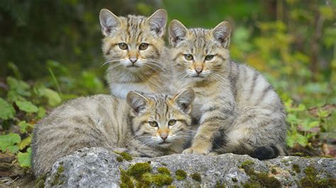 Types Of Cats In The Wild