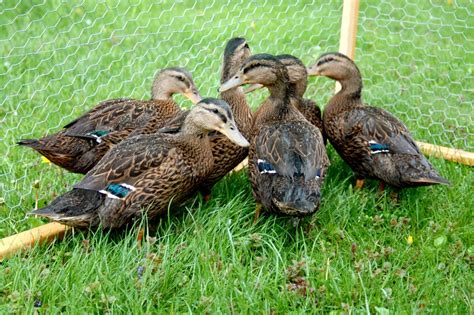 Rouen Duck Breed Everything You Need To Know Rouen Ducks Care