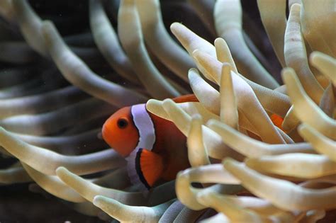 Amazing Facts About The Clownfish Onekindplanet Animal Education