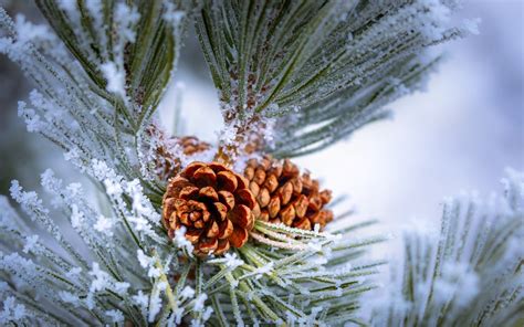 Wallpaper Pine Tree Twigs Frost Winter 1920x1200 Hd