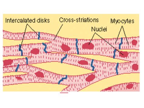 Muscles And The Sliding Filament Model