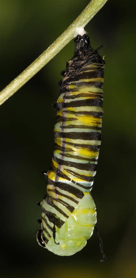 All Of Nature Monarch Caterpillar Changes To Chrysalis