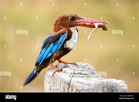 Bird Eating Frog Hi Res Stock Photography And Images Alamy