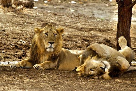 Sasan Gir National Park All You Need To Know Before You Go
