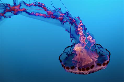 Animal Jellyfish 8k Ultra Hd Wallpaper
