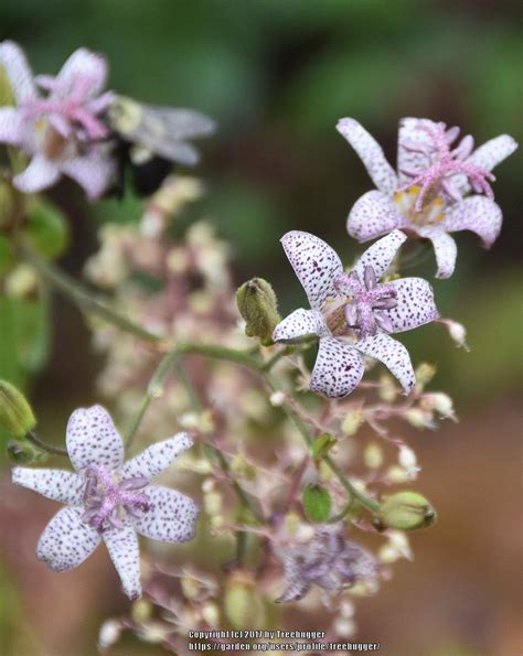 Toad Lilies Plant Care And Collection Of Varieties