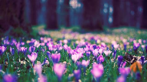 Spring Flowers Wide Wallpapers Wallpaper Cave