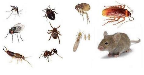 8 Remèdes Simples Qui Vont éloigner Les Insectes De Votre Maison Sans