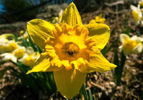 Free Stock Photo 12106 Daffodil Freeimageslive