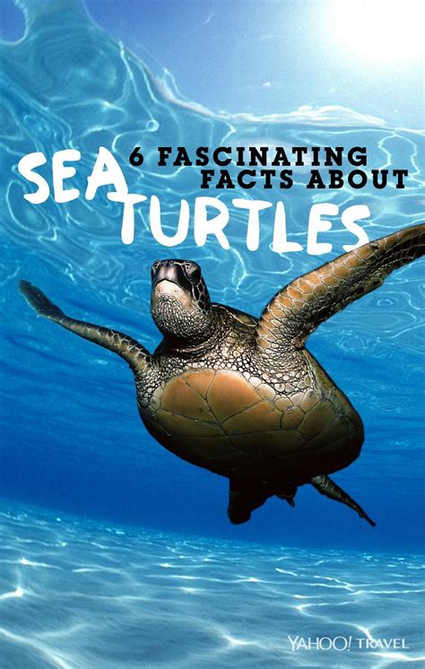 6 Amazing Facts You Never Knew About Sea Turtles Wow Amazing