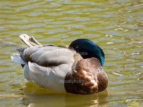 Sleeping Duck On Pond Stock Photo By ©pandawild 45569277