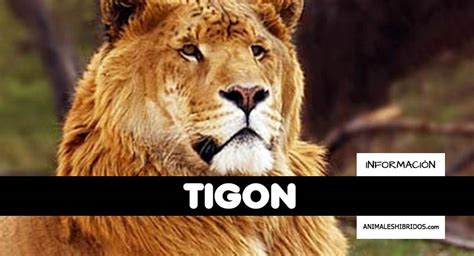 TigÓn 🥇 Información Actualizada Sobre Este Animal 2023