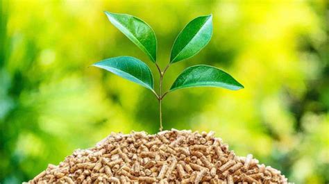Biomassa Pengertian Jenis Manfaat Dan Contohnya Alief Rakhman