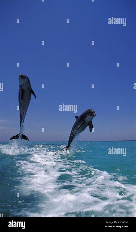 Two Bottle Nosed Dolphins Tursiops Truncatus Leaping Out Of Sea