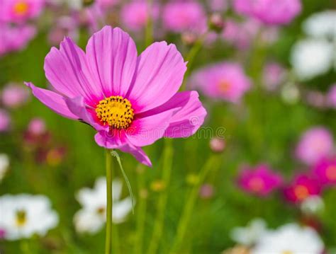 Pink Cosmos Flower Stock Image Image Of Beauty Beautiful 28343311