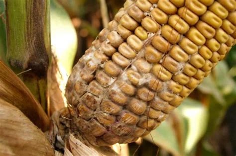 Symptoms Of The Most Common Corn Ear Rots
