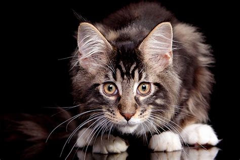 Showing and raising maine coons for over 30 years. Maine Coon Kittens - FullofCharm Maine Coon Manor Kittens