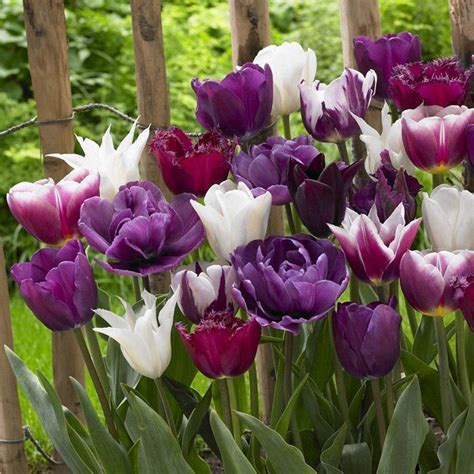 Endless Spring Purple Tulip American Meadows Bulb Flowers Purple