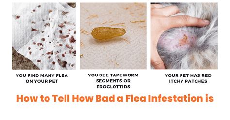 How To Tell How Bad A Flea Infestation Is Quick And Easy Guide