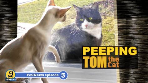 Peeping Tom Cat Meme