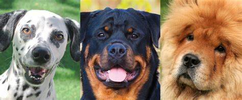 These 12 Dog Breeds Might Be Banned From Dubai Soon What