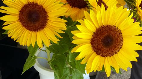 Sunflowers Free Stock Photo Public Domain Pictures