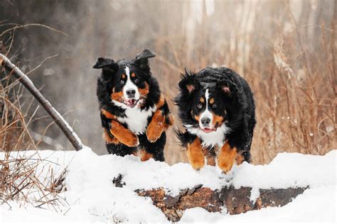 Bernese Mountain Dog Pros And Cons Friendly Shedding Costs Training