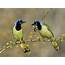 Exotic BIRDS  Funny Pictures Wallpapers Collections