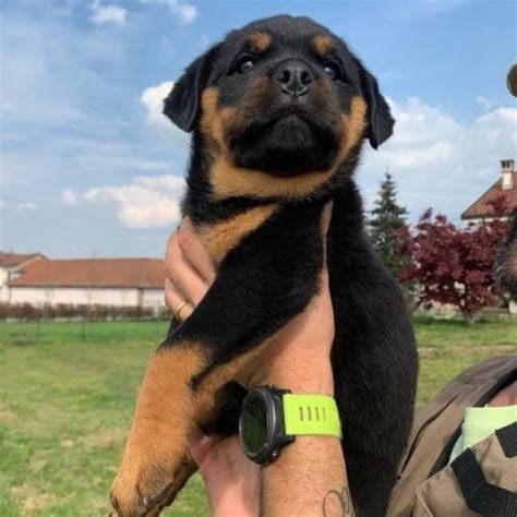 Earn points & unlock badges learning, sharing & helping adopt. Akc Rottweiler Puppies For Sale - Ohio City - Animal, Pet