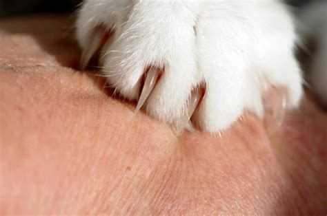 Six Painless Alternatives To Declawing Your Cat Ann Arbor Animal Hospital